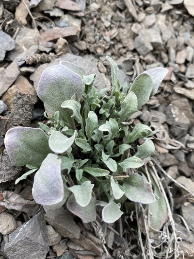 Physaria occidentalis, photographed by Matt Berger
