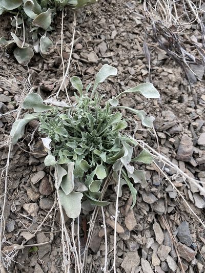 Physaria occidentalis, photographed by Matt Berger