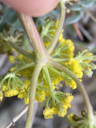 Lomatium donnellii, photographed by Matt Berger