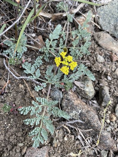 Lomatium donnellii, photographed by Matt Berger