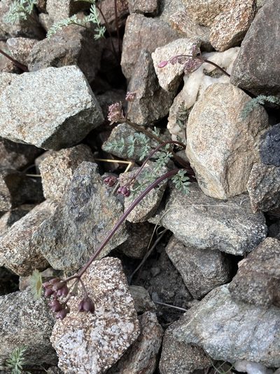 Lomatium hendersonii, photographed by Matt Berger