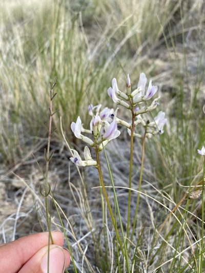 Astragalus conjunctus, photographed by Matt Berger