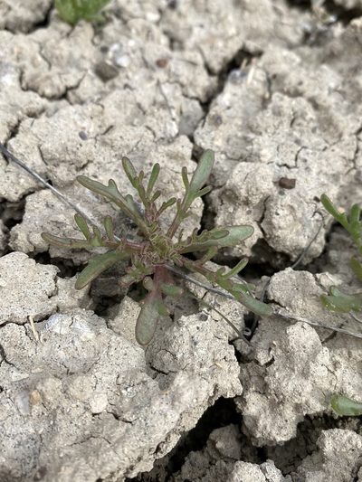 Chaenactis nevii, photographed by Matt Berger