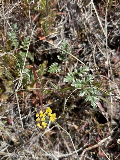 Lomatium hendersonii, photographed by Matt Berger