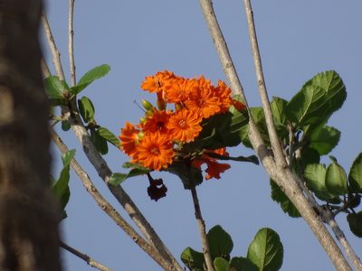 Cordia dodecandra, photographed by Alexis López Hernández