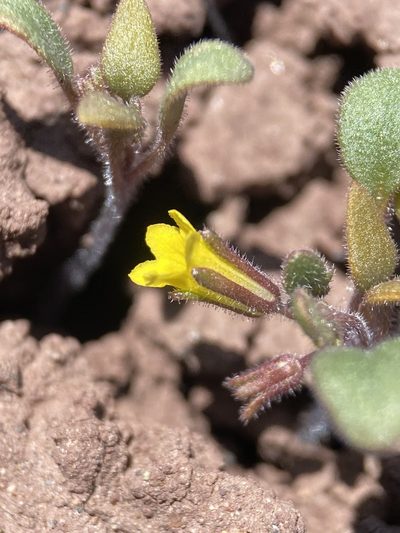Phacelia lutea, photographed by Matt Berger