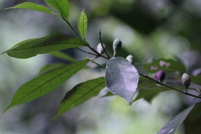 Ficus formosana, photographed by Agnes Trekker