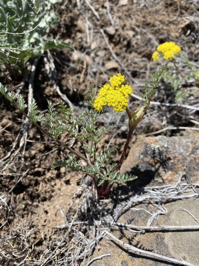 Lomatium vaginatum, photographed by Matt Berger