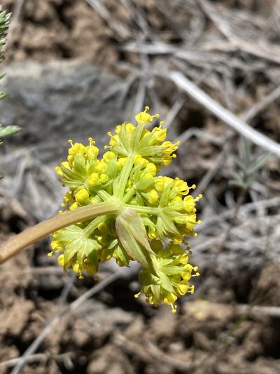 Lomatium vaginatum, photographed by Matt Berger