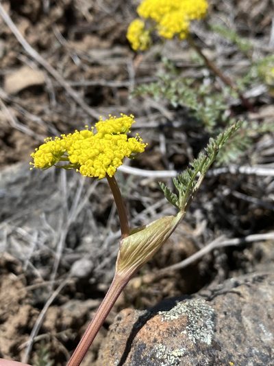 Lomatium vaginatum, photographed by Matt Berger