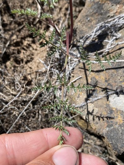Lomatium vaginatum, photographed by Matt Berger
