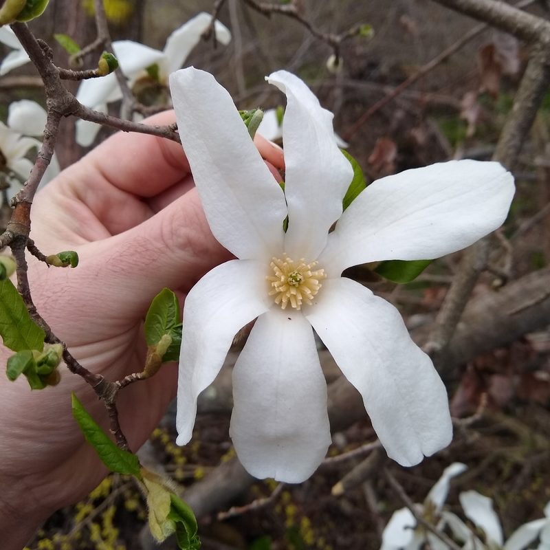 Magnolia kobus, photographed by Mark Apgar
