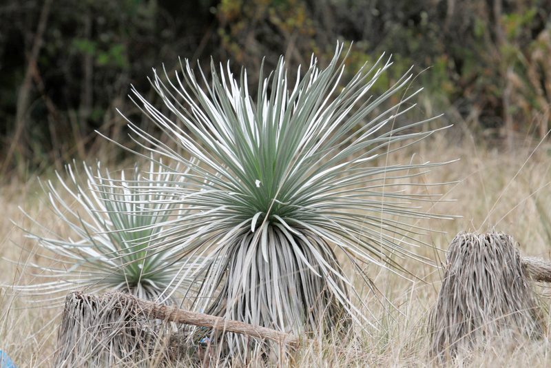 Argyroxiphium kauense, photographed by steve b