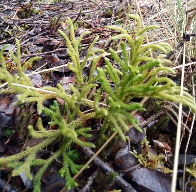Lycopodium venustulum, photographed by steve b