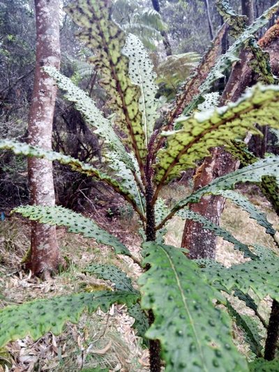 Cyanea stictophylla, photographed by steve b