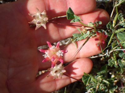 Trifolium fucatum, photographed by George Williams