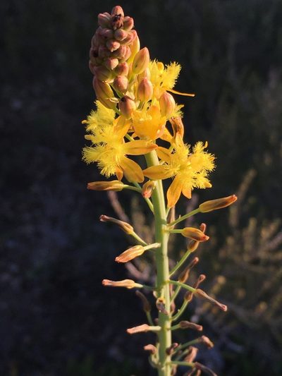 Bulbine cepacea, photographed by Caroline Voget