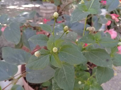 Acmella radicans, photographed by Fredy