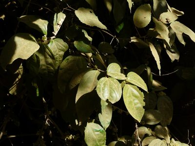 Flacourtia montana, photographed by Dinesh Valke