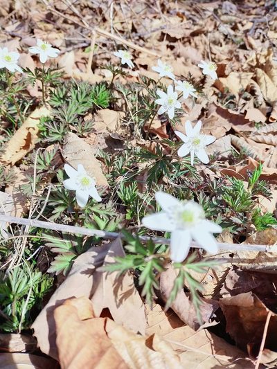 Anemonoides amurensis, photographed by Viola Alekseeva