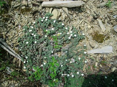 Euploca confertifolia, photographed by Luc Wyn