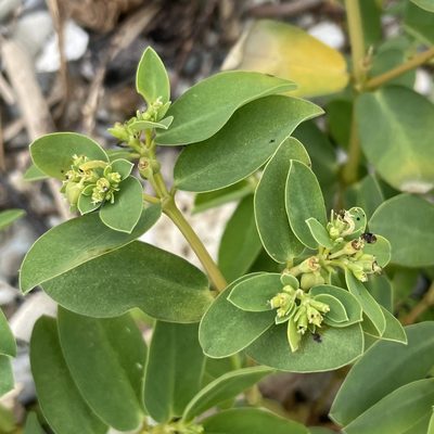Euphorbia atoto, photographed by Takaaki Hattori