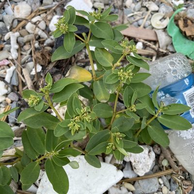 Euphorbia atoto, photographed by Takaaki Hattori
