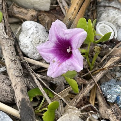Ipomoea littoralis, photographed by Takaaki Hattori