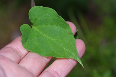 Matelea edwardsensis, photographed by Michelle W. （鍾偉瑋）