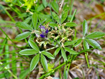 Pediomelum latestipulatum, photographed by Michelle W. （鍾偉瑋）