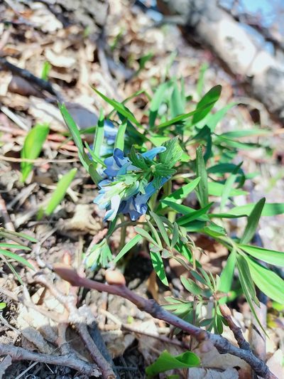 Corydalis ambigua, photographed by Viola Alekseeva