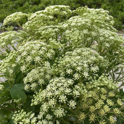 Peucedanum japonicum, photographed by Takaaki Hattori