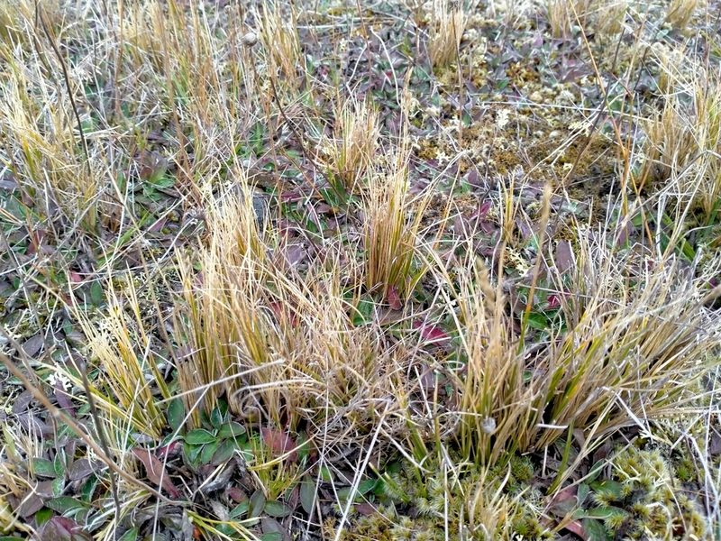 Carex muelleri, photographed by John Barkla