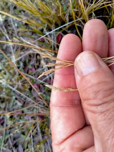 Carex muelleri, photographed by John Barkla