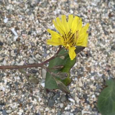 Ixeris repens, photographed by Takaaki Hattori