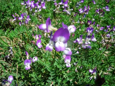 Astragalus emoryanus, photographed by Luc Wyn