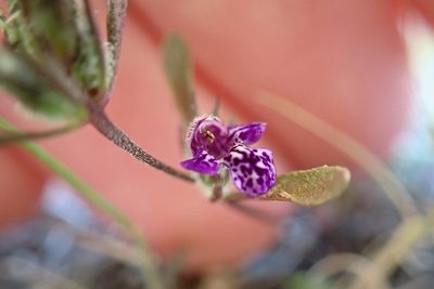 Pogogyne abramsii, photographed by Madeleine Claire