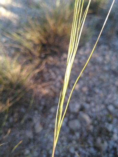 Stipa juncea, photographed by Yves Bas