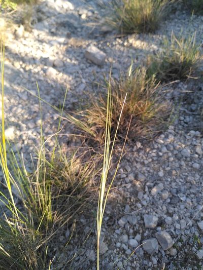 Stipa juncea, photographed by Yves Bas