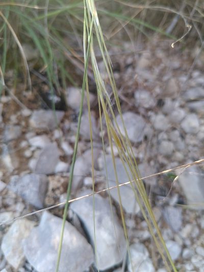 Stipa juncea, photographed by Yves Bas
