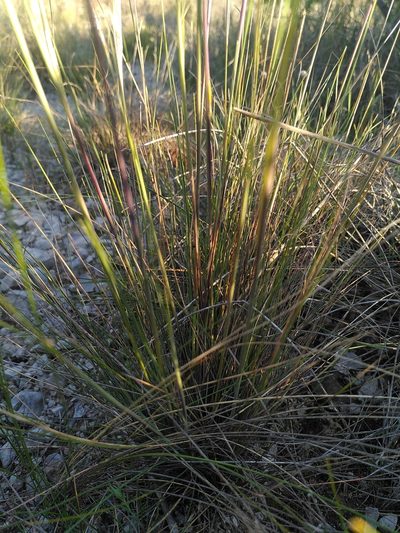 Stipa juncea, photographed by Yves Bas