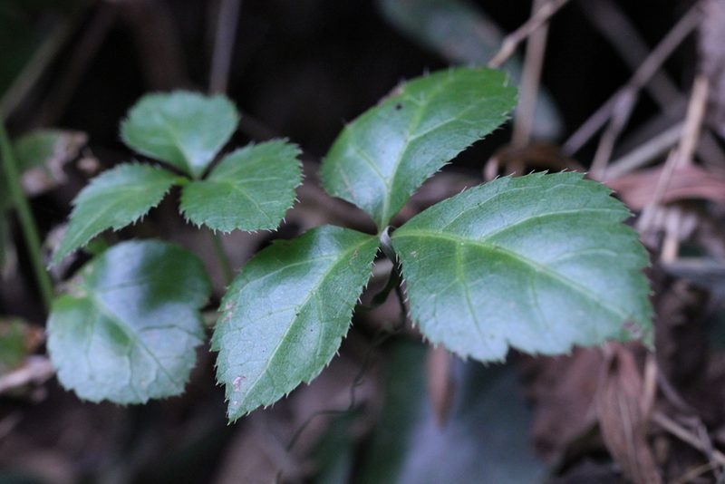 Aralia finlaysoniana, photographed by Agnes Trekker