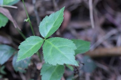 Aralia finlaysoniana, photographed by Agnes Trekker