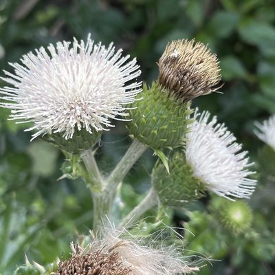 Cirsium brevicaule, photographed by Takaaki Hattori