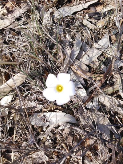 Oxalis flava, photographed by Danwill Beukes