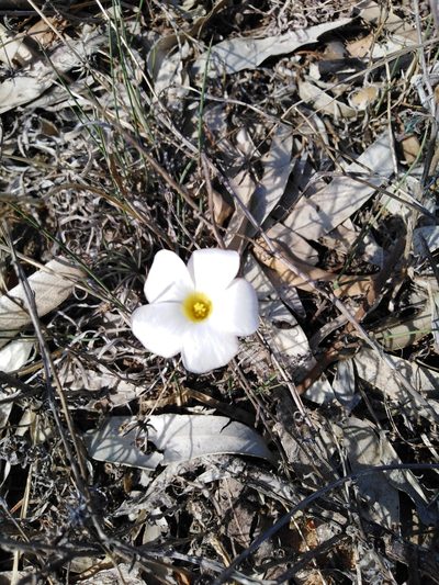 Oxalis flava, photographed by Danwill Beukes