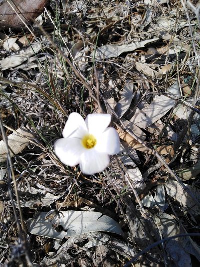 Oxalis flava, photographed by Danwill Beukes