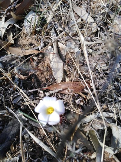 Oxalis flava, photographed by Danwill Beukes