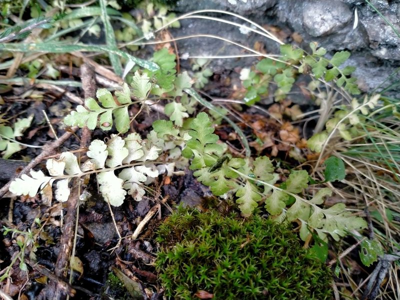 Cystopteris tasmanica, photographed by John Barkla