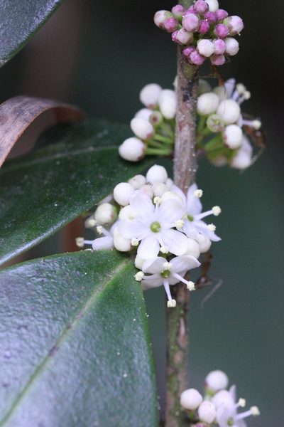 Ilex memecylifolia, photographed by Agnes Trekker